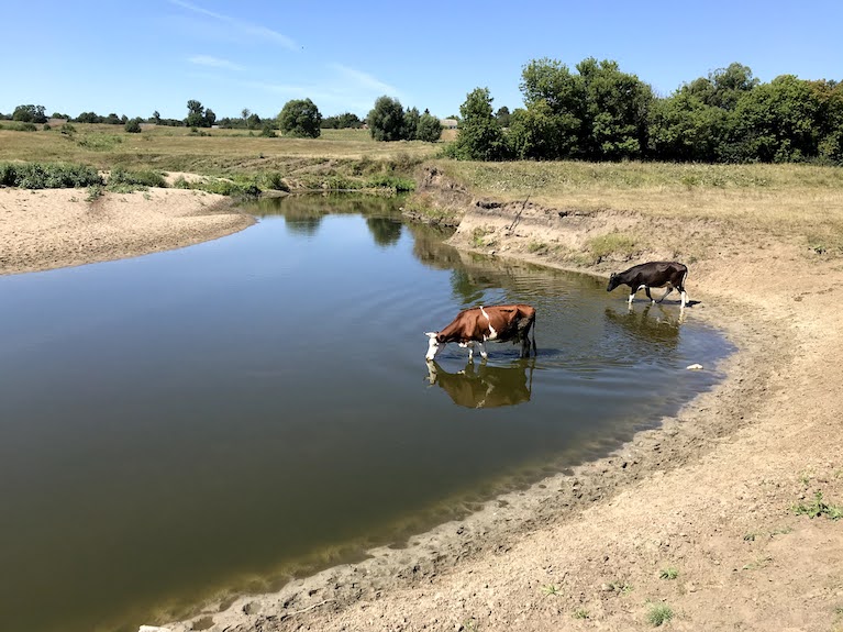 Cow's beach